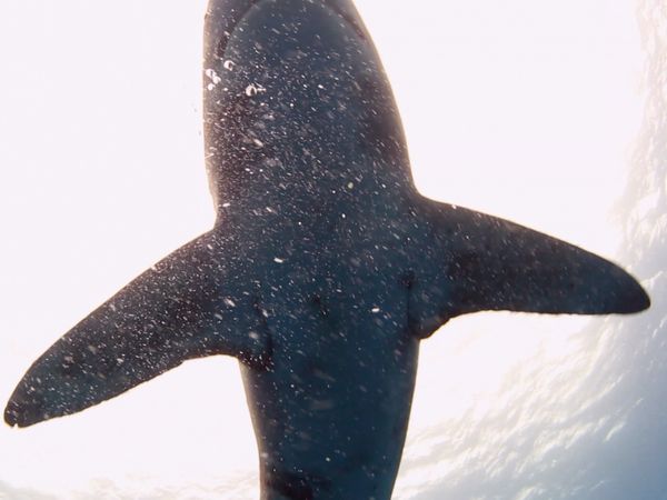 Blue Water Savages - Oceanic Whitetip Shark