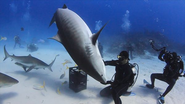 Blue Water Savages - Tiger Sharks