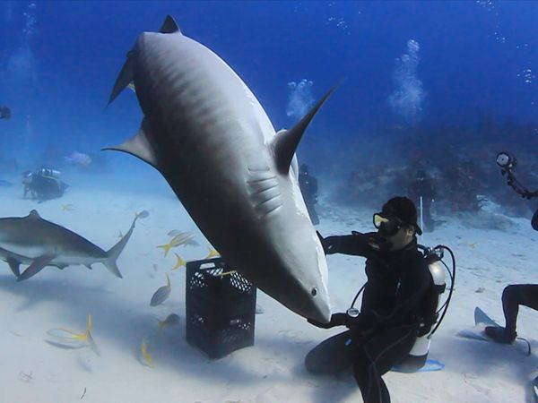 Blue Water Savages - Tiger Sharks