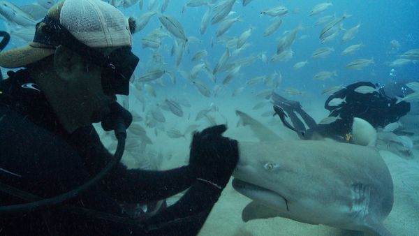 Blue Water Savages - Lemon Sharks
