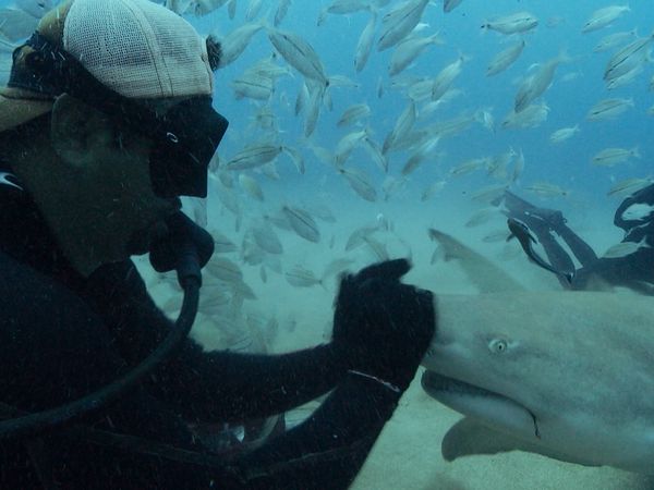 Blue Water Savages - Lemon Sharks