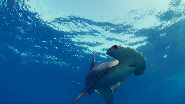 Blue Water Savages - Smooth Hammerhead Sharks