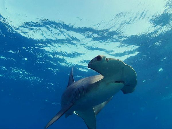 Blue Water Savages - Smooth Hammerhead Sharks