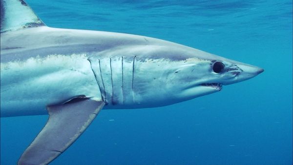 Blue Water Savages - Monster Mako