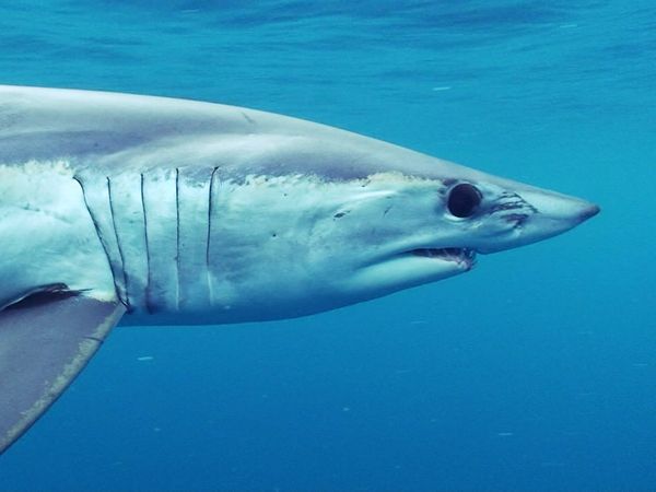 Blue Water Savages - Monster Mako