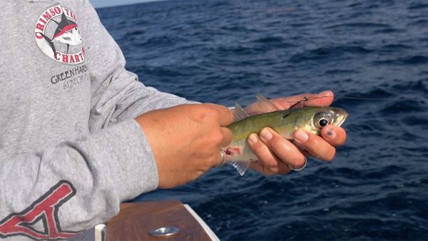Monster Fish - Bahama Wahoo - Part 1