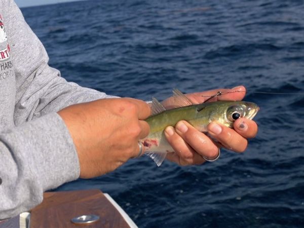 Monster Fish - Bahama Wahoo - Part 1