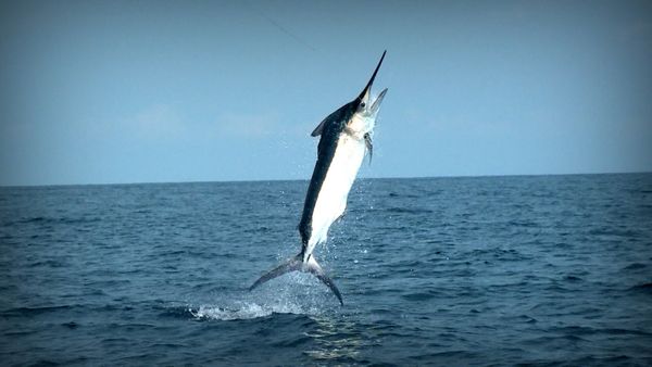 Monster Fish - Marlin A