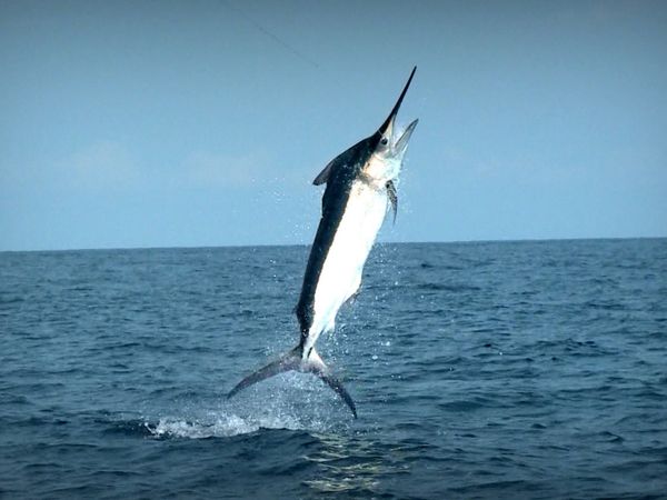Monster Fish - Marlin A