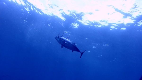 Monster Fish - Marlin B