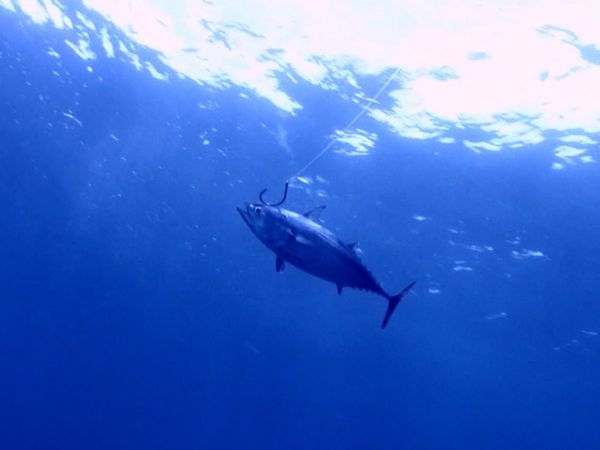 Monster Fish - Marlin B