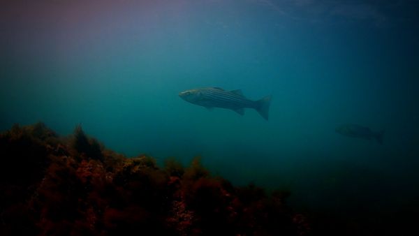 Monster Fish - Striper