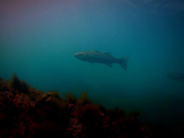 Monster Fish - Striper