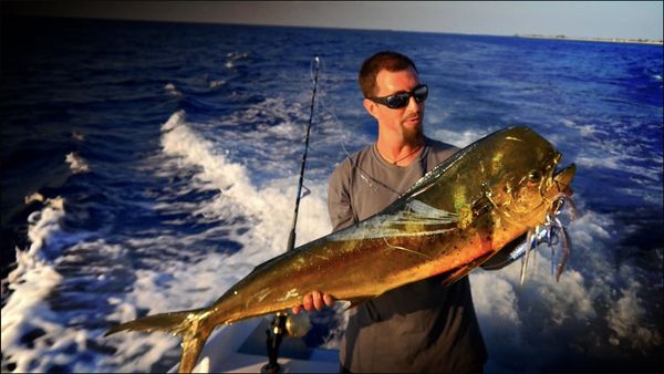 Monster Fish - Bluefin Harpoon