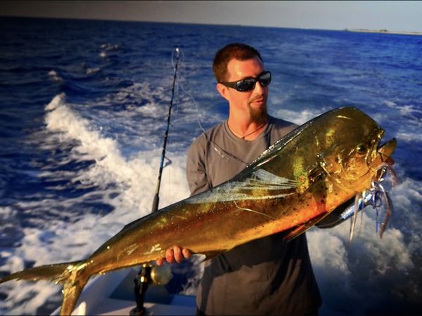 Monster Fish - Bluefin Harpoon