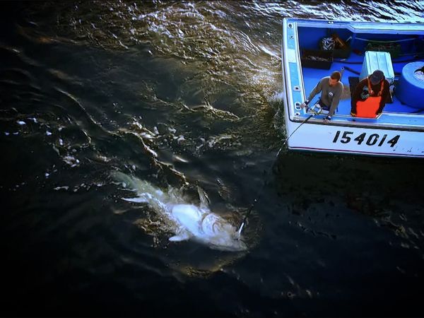 Monster Fish - PEI Tuna - Part 1