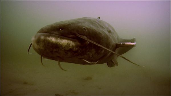 Monster Fish - PEI Tuna - Part 2