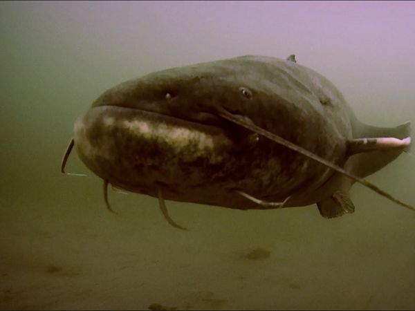 Monster Fish - PEI Tuna - Part 2