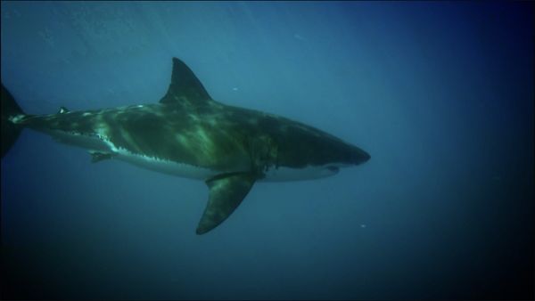 Monster Fish - Season 8 Countdown
