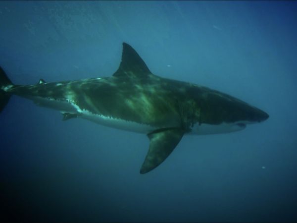 Monster Fish - Season 8 Countdown