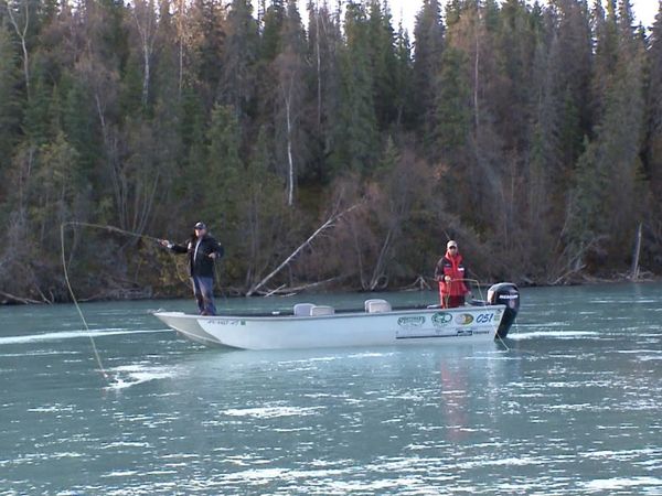 Monster Fish - Alaska Rainbows