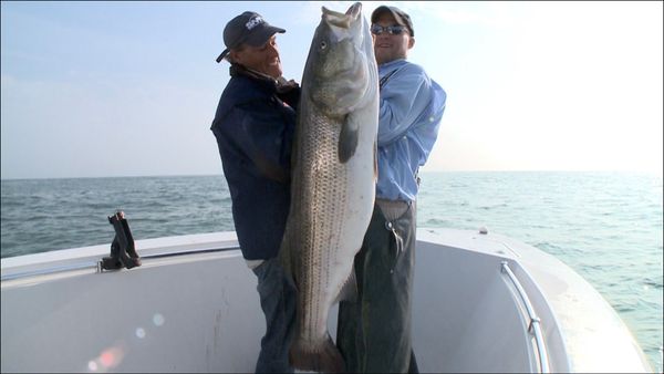 Monster Fish - Beach Striper