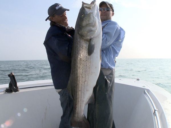 Monster Fish - Beach Striper