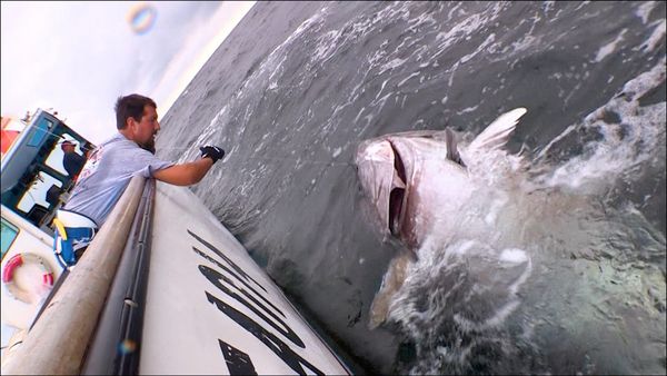 Monster Fish - Prince Edward Island Tuna