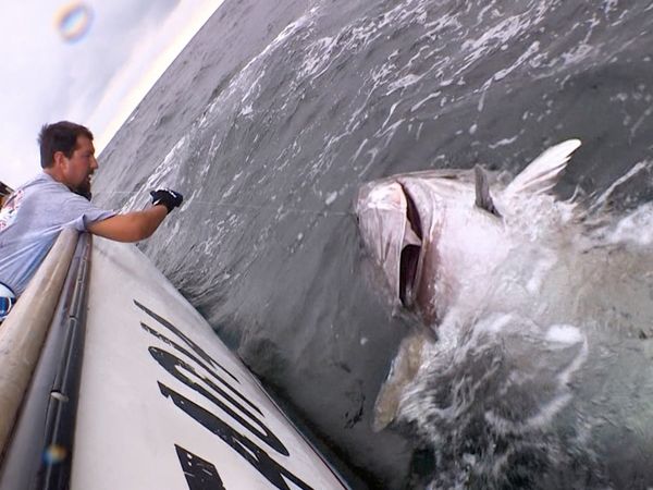Monster Fish - Prince Edward Island Tuna