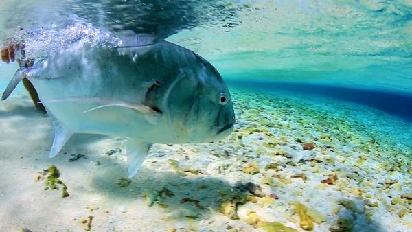 Monster Fish - Wreck Reef Giant Trevally