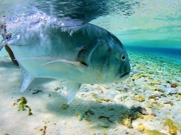 Monster Fish - Wreck Reef Giant Trevally