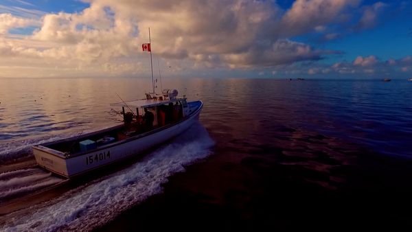 Monster Fish - Northumberland Strait Bluefin
