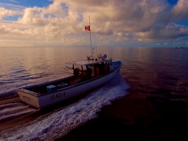 Monster Fish - Northumberland Strait Bluefin