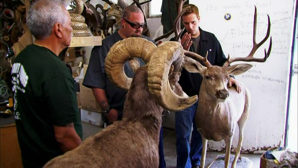 Auction Hunters - L'instinct animal