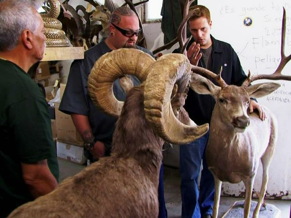 Auction Hunters - L'instinct animal