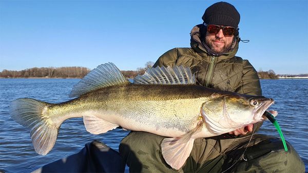 Riverfighters - Große Zander - Schlag auf Schlag Livebisse
