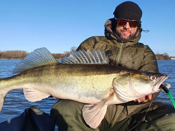 Riverfighters - Große Zander - Schlag auf Schlag Livebisse