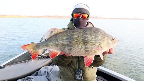 Riverfighters - Angeln im Winter auf dicke Barsche und große Zander
