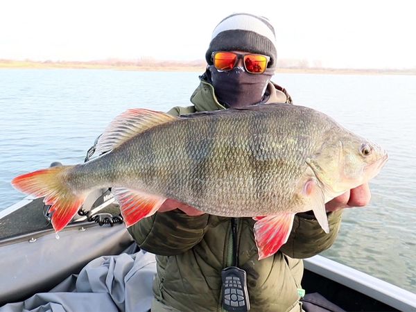 Riverfighters - Angeln im Winter auf dicke Barsche und große Zander
