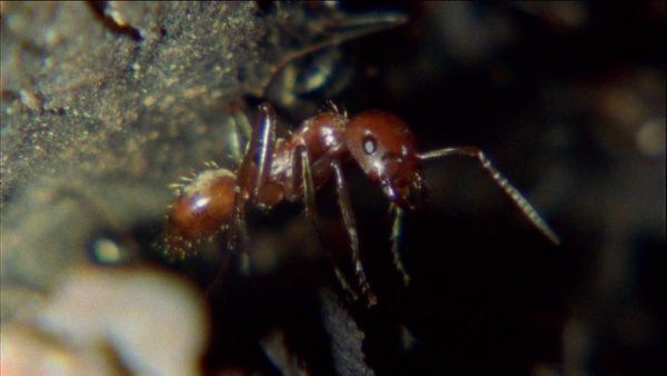 Wild Ones - Micro Predators