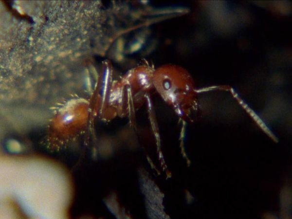 Wild Ones - Micro Predators