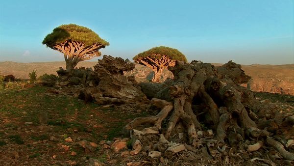 Miracles of Nature - Yemen, Yemeni Island of Socotra, Oman