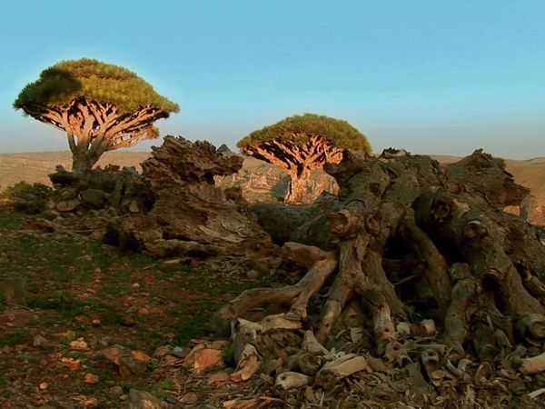 Miracles of Nature - Yemen, Yemeni Island of Socotra, Oman