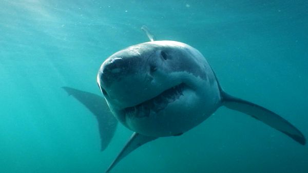 Ocean Predators - Great White Shark