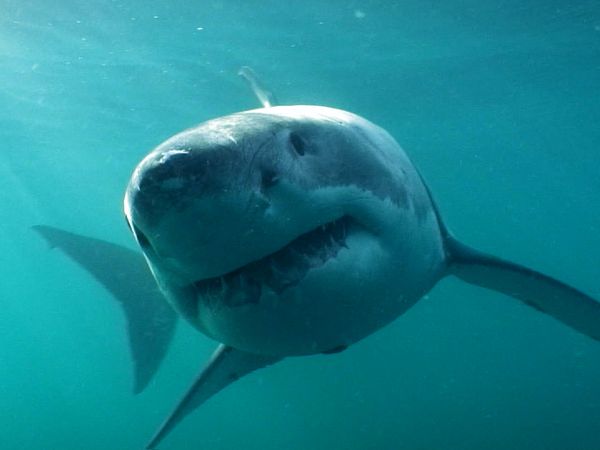Ocean Predators - Great White Shark