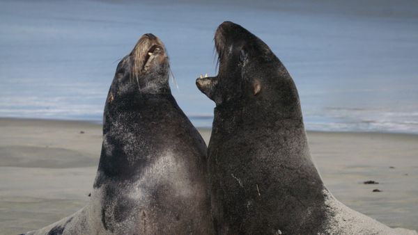 Ocean Predators - Sea Lion