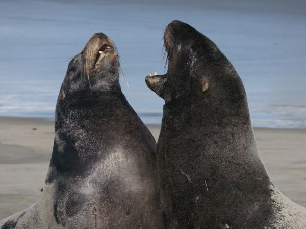 Ocean Predators - Sea Lion