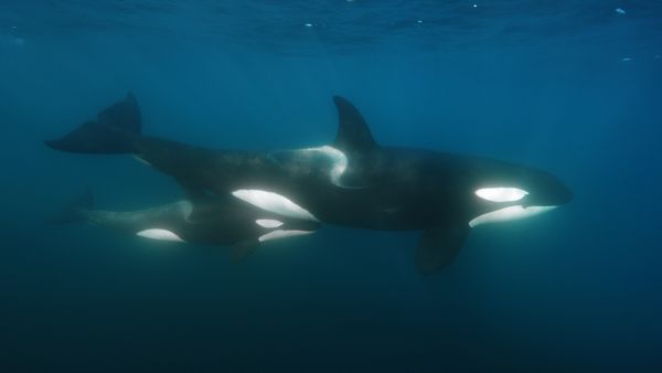 Ocean Predators - Orca