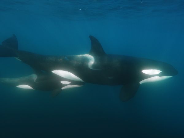 Ocean Predators - Orca