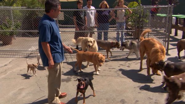 Hundehviskeren - Chip, Leo, Hank, Lucy and Betty